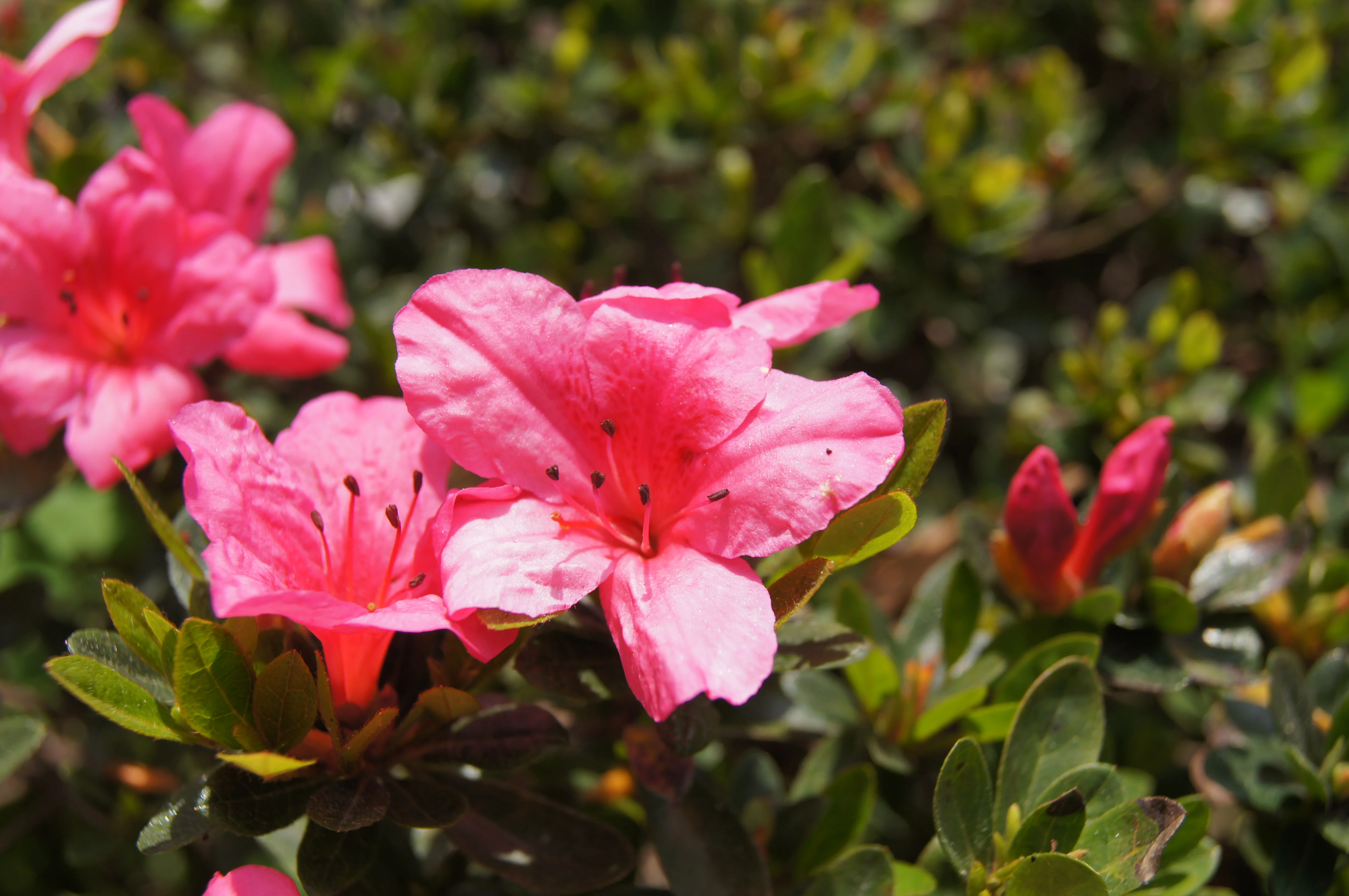 Blooming Brilliance photo1